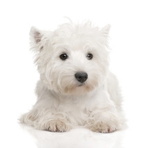West Highland White Terrier (8 Months)