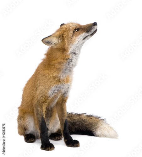 Fotomural Red fox (4 years)- Vulpes vulpes