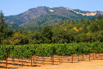 napa valley vineyard in california
