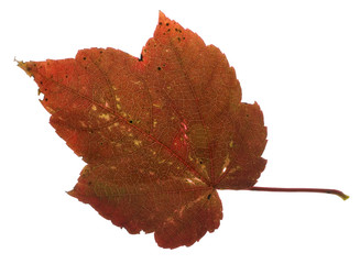red fall