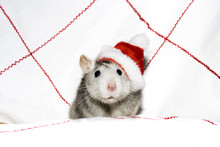 The Christmas Rat