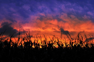 Wall Mural - Corn Field During a Sunset