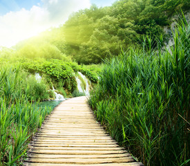 Canvas Print - wood way in forest