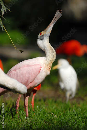 rosalöffler, sichler, ibis, vogel - buy this stock photo and explore
