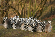 Group Of Ring-tailed Lemurs Sitting Close Together