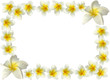 bordure de fleurs blanches de frangipanier