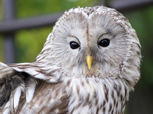 Strix Uralensis Ural Owl