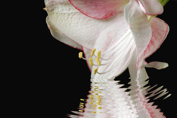 Wall Mural - amaryllis rose dans l'eau 2