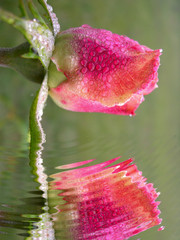 Wall Mural - rose et gouttes dans l'eau