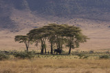 Fototapeta Sawanna - Africa Ngorongoro crater