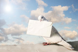 Fototapeta Konie - White dove with letter