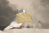 Fototapeta Konie - White Dove with old letter