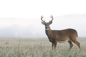 whitetail deer buck in an open field