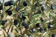 Olive Mature