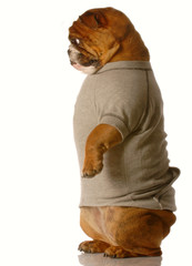 Wall Mural - english bulldog standing up on back legs looking down