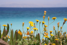 Mediterranean Flowers