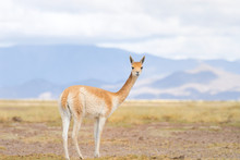 Vicuna (Vicgna Vicugna) A Camelid From South America