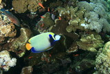 Fototapeta Do akwarium - Emperor Angelfish