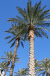palm tree