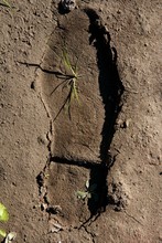 Human Footprint In A Clay Floor, Plant Growing Inside