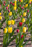 Fototapeta Tulipany - Yellow and red tulips
