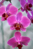 Fototapeta Storczyk - Orchids