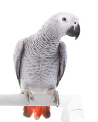 Wall Mural - African Grey Parrot