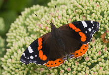 Butterfly Red Admiral On Sedum