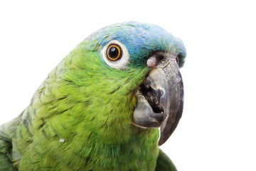 Poster - Blue-naped Amazon Parrot