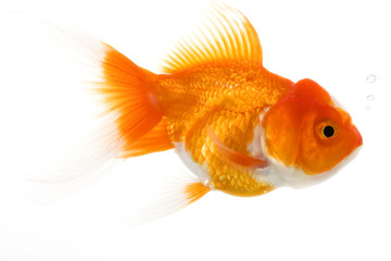 Poster - Goldfish