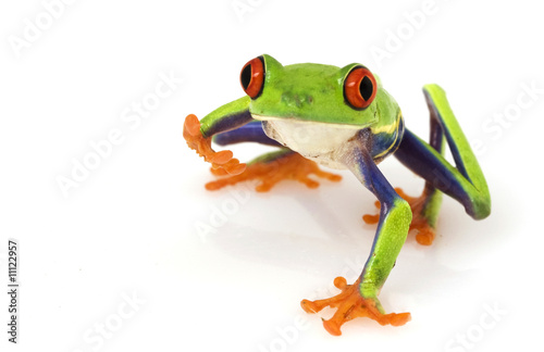 Fotografie, Obraz Red-eyed Tree Frog (Agalychnis callidryas)