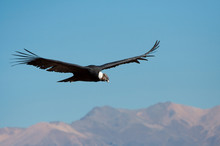 Condor Passing By In Colca Canyon