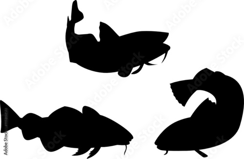 Download Catfish Silhouette Stock Vector Adobe Stock