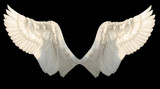 Fototapeta Zwierzęta - two wings angel isolated