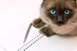 Cat in front of notebook