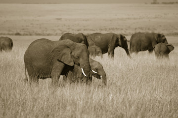 african elephant (loxodonta africana), masai mara, kenya
