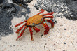 Adult Sally Lightfoot Crab