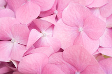 Pink Petals Detail