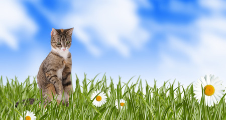 Wall Mural - cat on a spring meadow