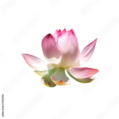 Petite Fleur Rose De Lotus Sur Fond Blanc Buy This Stock