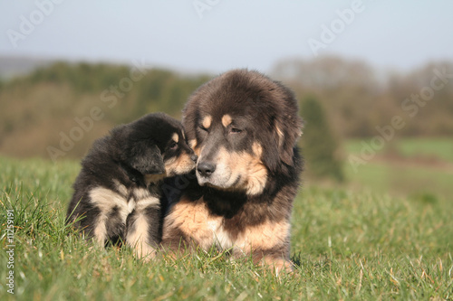 Chiot Dogue Du Tibet Qui Murmure A L Oreille De Sa Mere Buy