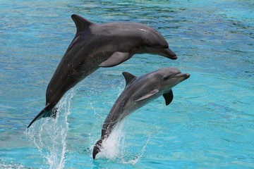 Dolphins Jumping