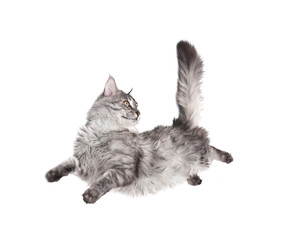 Canvas Print - jumping cat