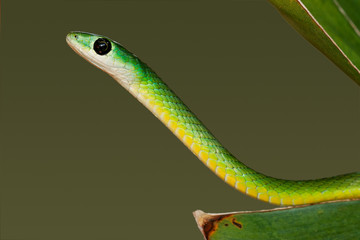 Wall Mural - Eastern green snake (Philothamnus natalensis), South Africa