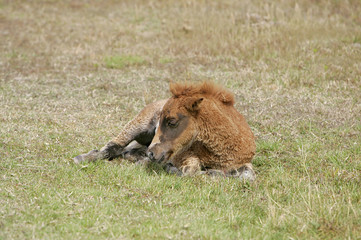 Wall Mural - foal laying down