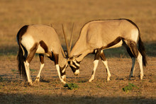Gemsbok Antelopes (Oryx Gazella), Kalahari, South Africa