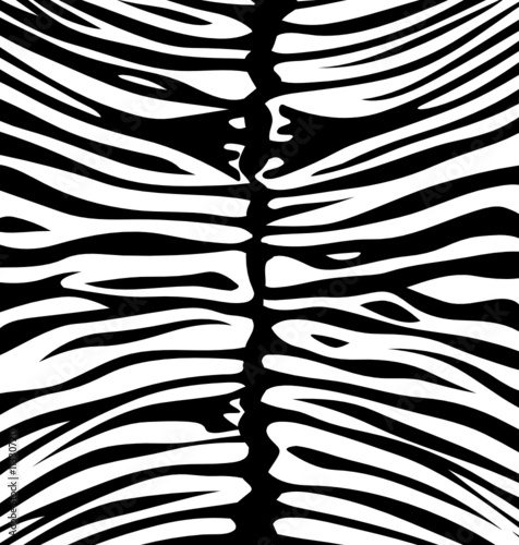 Tapeta ścienna na wymiar Zebra background