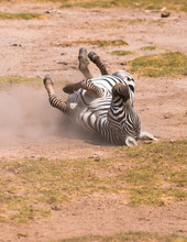 Zebra Taking Dust Bath