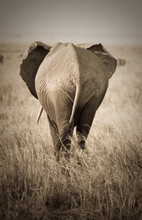 Elephant, Rear View