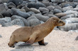 Walking baby sea lion